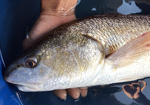 To&agrave;n th&acirc;n c&aacute; v&agrave;ng &oacute;ng khi c&oacute; &aacute;nh s&aacute;ng chiếu v&agrave;o. Ảnh:&nbsp;Ngọc Trường.