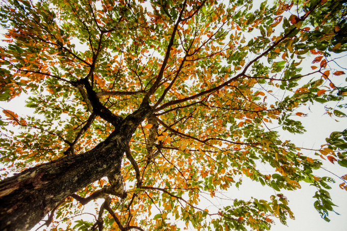 M&ugrave;a của những con đường ngập l&aacute; v&agrave;ng rơi.