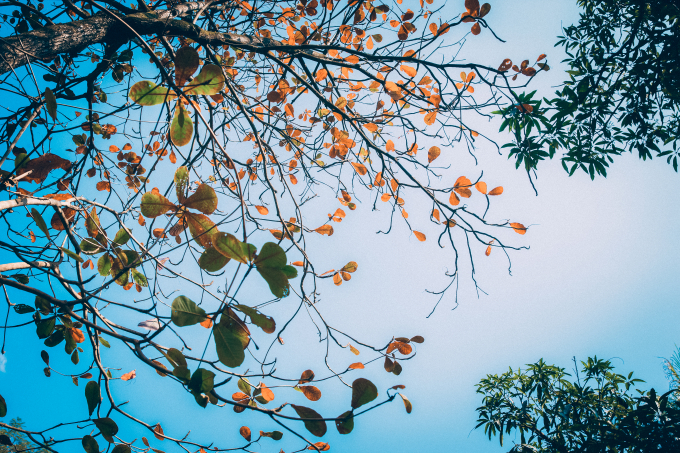 H&agrave; Nội m&ugrave;a thu, c&acirc;y cơm nguội v&agrave;ng, c&acirc;y b&agrave;ng l&aacute; đỏ, nhạc sĩ Trịnh C&ocirc;ng Sơn tả mua thu H&agrave; Nội một c&aacute;ch ch&acirc;n thật v&agrave; gi&agrave;u cảm x&uacute;c qua b&agrave;i h&aacute;t