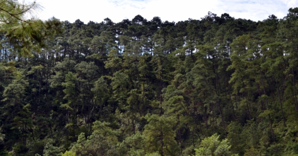 Nỗ lực biến màu đen của đá thành màu xanh của rừng