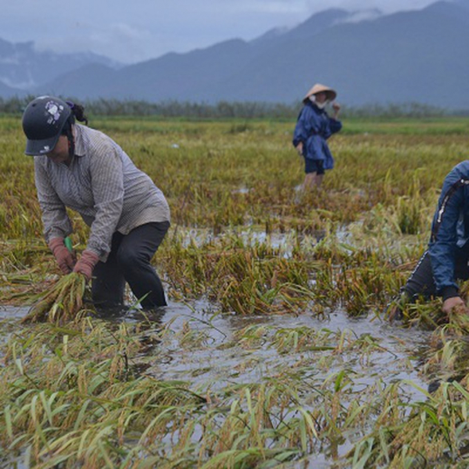 Nhiều diện tích lúa bị đổ ngã, người dân phải gặt tay