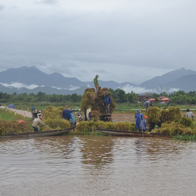 Người dân tất bật gặt lúa để chạy lũ