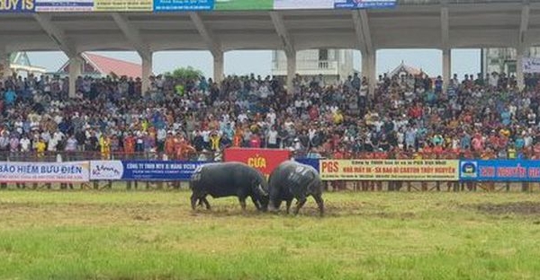 Hải Phòng:  Không bán vé Lễ hội chọi trâu Đồ Sơn năm 2019