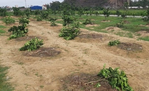 Chặt hạ vườn bưởi nhà Chủ tịch xã để trả thù