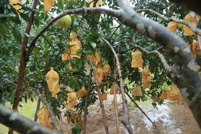 Huyện Hương Khê có gần 2.000ha bưởi Phúc Trạch với sản lượng hơn 13.000 tấn. Theo thống kê của Phòng NN&amp;amp;PTNT huyện này thì đến thời điểm hiện tại mới chỉ thu hoạch được khoảng 30 - 40%.