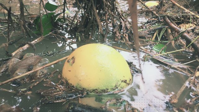 Những ngày vừa qua mưa lớn kéo dài, cộng với nhà máy thủy điện Hố Hô xả lũ đã khiến hàng trăm ha bưởi Phúc Trạch tại huyện Hương Khê bị ngập nước, nguy cơ mất trắng.