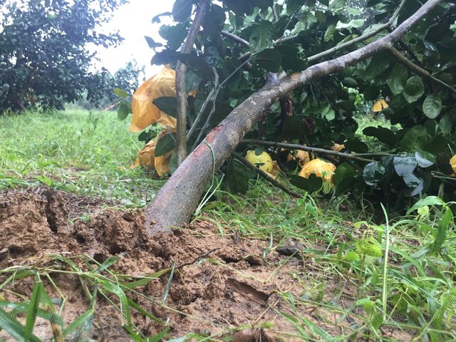 Nhiều cây bưởi gãy đổ.