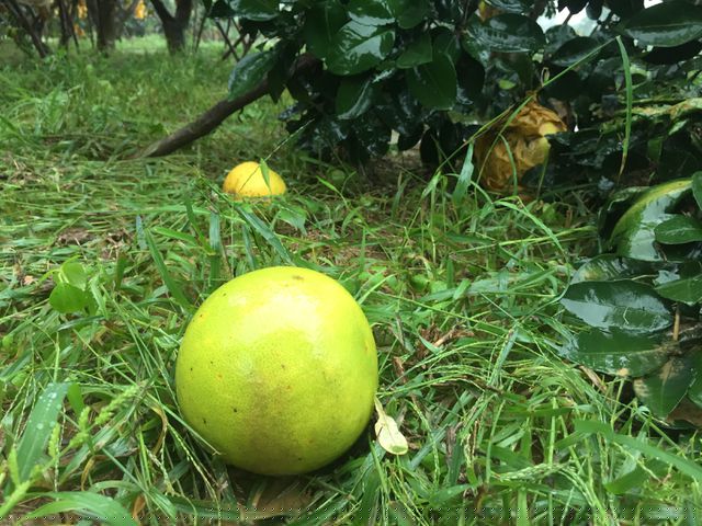 Bưởi rụng nằm la liệt.