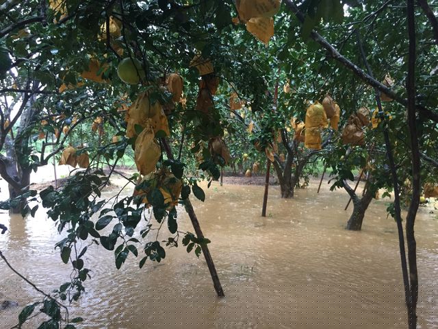 Riêng tại 2 xã Hương Trạch và Phúc Trạch có gần 200ha bưởi bị ngập trong nước. Người dân phải thu hoạch ngay trong lũ, bán rẻ để thu hồi lại chút vốn.