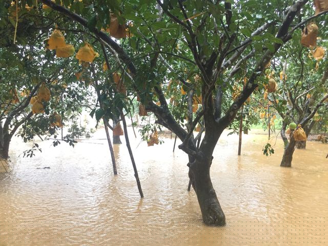 Người dân cho biết việc bị ngập nước không những ảnh hưởng đến chất lượng quả bưởi mà nguy cơ cây bị thối rễ rất cao. Những cây bưởi này có nguy cơ bị chết sau khi nắng lên.