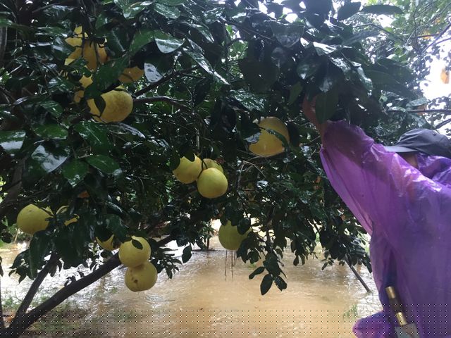 Đến thời điểm hiện tại (ngày 5/9) nước tại các khu vực thượng nguồn như Phúc Trạch, Hương Trạch nước đã bắt đầu rút dần. Tranh thủ thời gian này, người nông dân đã mang dụng cụ khẩn cấp để mức nước rửa, lấy cọc chống cho những quả bưởi bị ngập. Bởi theo những người dân nơi đây, chỉ cần quả bưởi ngập ít ngày thì sẽ bị hỏng.