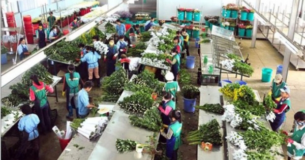 Vì sao hoa Đà Lạt không thể “nở” trên đất người?