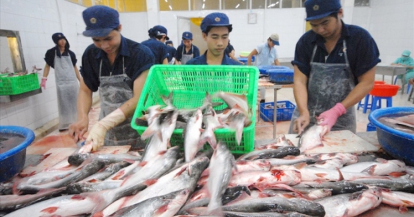 Slide - Điểm tin thị trường: Xuất khẩu cá tra sang Mỹ 