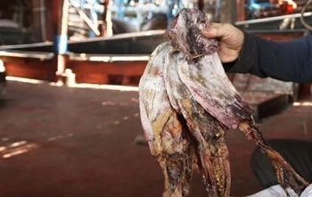 Xuất khẩu nông thủy sản sang Trung Quốc gặp nhiều khó khăn