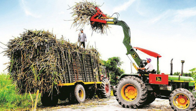 Mua mía đường. Ảnh minh hoạ