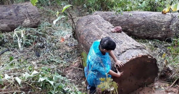 Kon Tum: Chở gỗ lậu trong rừng, người đàn ông bị gỗ đè chết