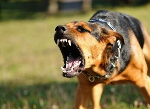 cach_so_cuu_chuan_khi_bi_cho_can_de_khong_bi_mac_benh_dai_02