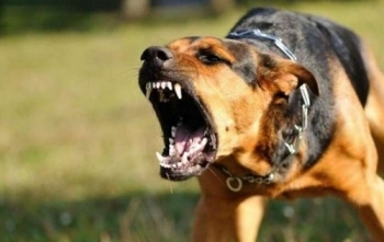 Đắk Lắk: Cháu bé 5 tuổi tử vong do bị mắc bệnh dại