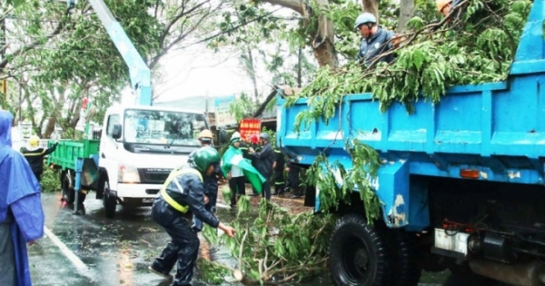 Nhiều bất cập trong quản lý cây xanh tại TP HCM