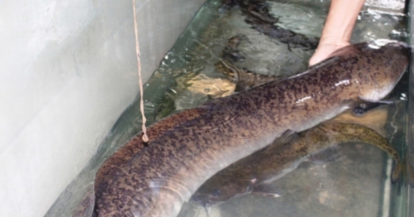 Bắt được cá lệch khủng dài hơn 1,6 m trên sông Lam, bán ngay được 15 triệu đồng