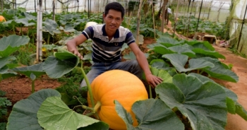 Mãn nhãn với vườn bí ngô khổng lồ ở Đà Lạt