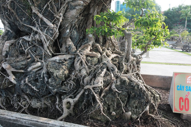 Cây được đặt trong một chiếc bể cổ càng tôn lên vẻ cổ kính của tác phẩm