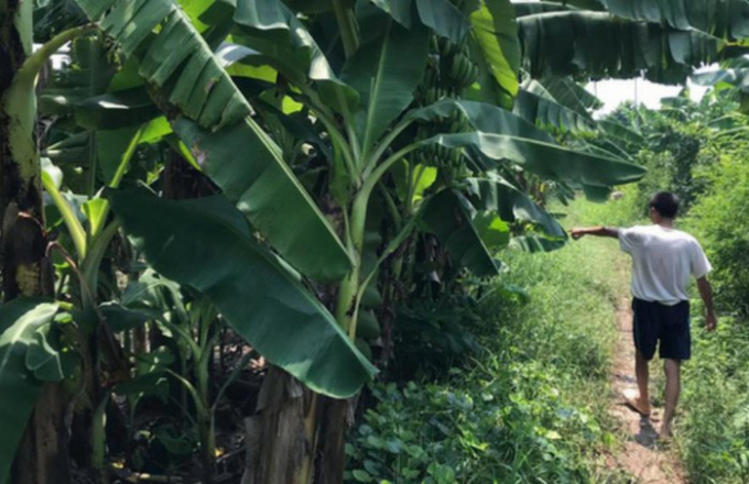 Vườn chuối nơi xảy ra vụ hiếp dâm. Ảnh: Hà Nội Mới