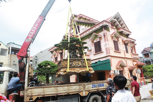 Việc đưa “cụ cây” xuống đất hết sức cẩn thận