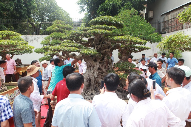 Hàng chục người chơi cây đứng xung quanh chiêm ngưỡng