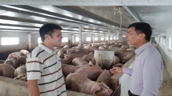 Bắc Giang triển khai kế hoạch bảo vệ đàn lợn nái phục vụ tái đàn