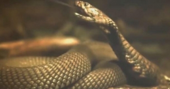 Lạ lùng cậu bé bị rắn "truy sát", cắn 8 lần trong 1 tháng