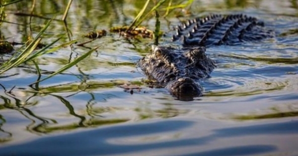 Cảnh báo cá sấu xuất hiện trên sông Sài Gòn