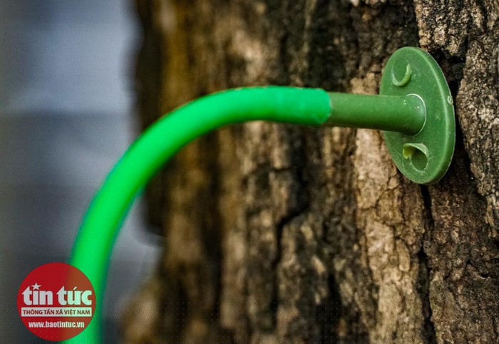 Dung dịch chảy qua dây dẫn bằng nhựa, cắm thẳng vào thân cây.
