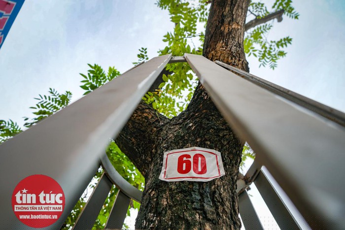 Trước đó, những cây sưa đỏ này được lực lượng chức năng quây lồng sắt bảo vệ và đánh số thứ tự để quản lý.