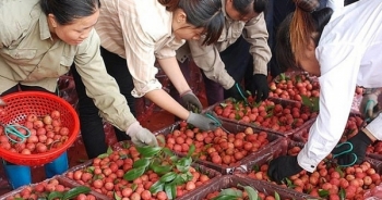 Bắc Giang: Quản lý mã số vùng trồng, cơ sở đóng gói phục vụ xuất khẩu