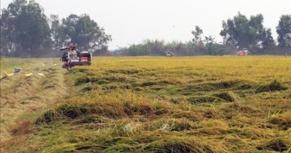 Chuyển mục đích sử dụng đất tại tỉnh Vĩnh Long và tỉnh Kiên Giang