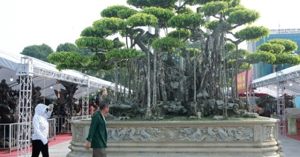 Ngắm dàn “siêu cây” hàng triệu USD của đại gia xứ Thanh