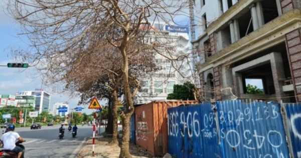 Hải Phòng điều tra nghi án “ám sát” cây xanh