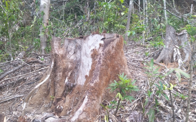 Gia Lai: Chở gỗ trái phép, người đàn ông bị gỗ đè tử vong