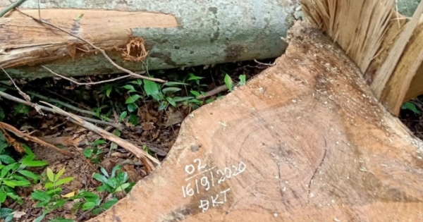 Gia Lai: Điều tra các đối tượng cưa hạ 4 cây “khủng”.