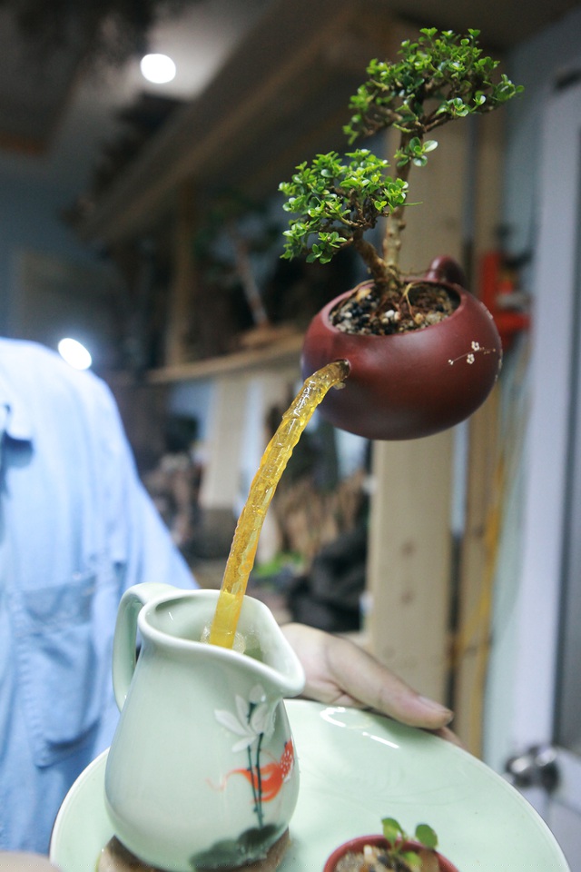 Thường anh Huỳnh chọn những cây sống trong nhà để gắn vào tác phẩm