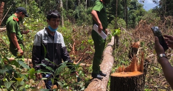 Đắk Nông: Bắt giữ 7 đối tượng chặt, phá rừng