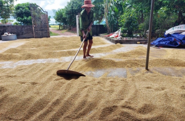 Giá thấp, nhiều nông dân tích trữ lúa chờ lên cao mới bán