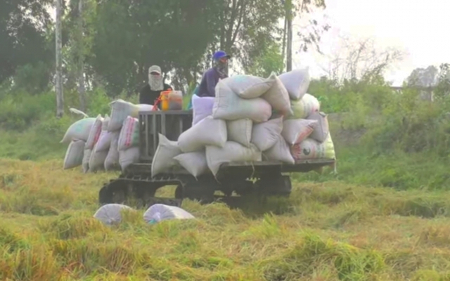 Thiếu máy gặt, nông dân Bạc Liêu gặp khó khăn từ thu hoạch và bán lúa