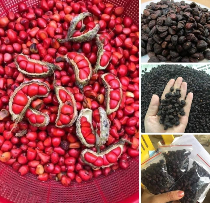 78417161_1470960139727411_8485396312081039360_n