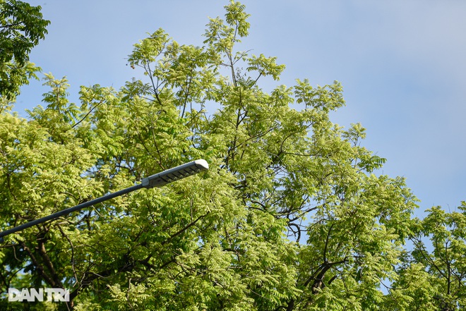 Chớm thu hồ Gươm, cây cối bắt đầu chuyển màu, mang đến cảm giác nhẹ nhàng và lãng mạn, là địa danh gợi cảm hứng cho sự ra đời của những tác phẩm đẹp về mùa thu Hà Nội.