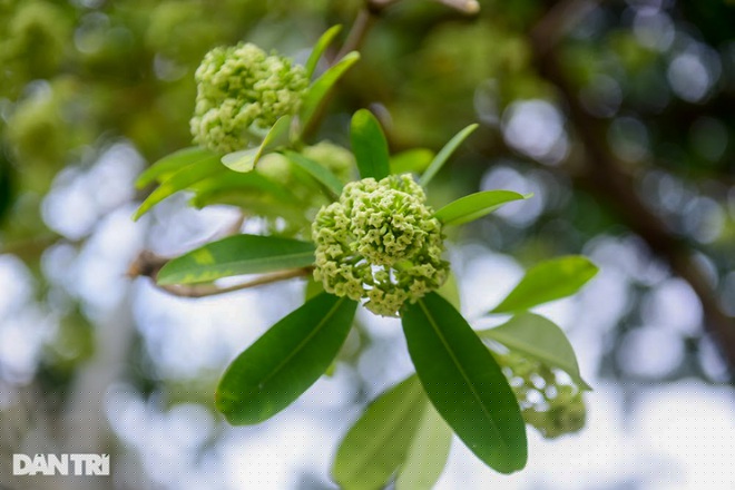 Đặc sản của thu Hà Nội mà không nơi nào có đó là hương hoa sữa nồng nàn.