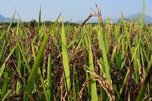 Gần 10ha lúa bị cháy táp lá, người dân Yên Dũng được bồi thường ra sao?