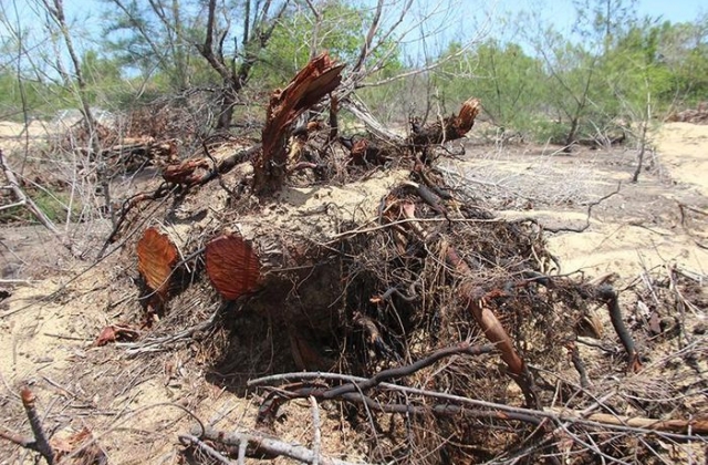Chủ đầu tư nói gì về việc xâm phạm rừng phòng hộ ngoài dự án ở Bình Định?