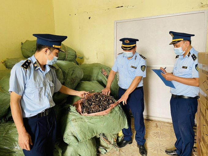 2210_nYm-linh-chi-LYng-SYn-QLTT